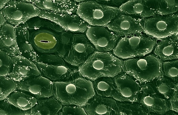 Open stoma on an orchid leaf (Phalaenopsis sp.)