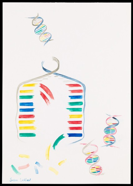Illustration depicting semi-conservative DNA replication. A DNA double helix prior to replication is shown in the top left of the image. The sugar phosphate backbone and nucleotide bases are visible. Complementary base pairing of adenine with thymine (blue with green) and guanine with cytosine (red with yellow) is shown. During replication, a length of the double helix temporarily unwinds and separates into two strands. Free nucleotides bind by complementary base pairing to the recently exposed nucleotides on each strand which act as a template. Two new double helices are formed, each containing one original generation and one new generation strand of DNA. The sequence of base pairs in each double helix is identical to the original.