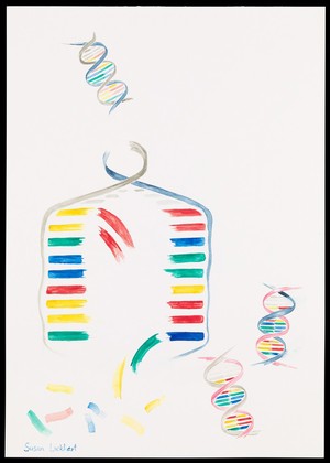 view Illustration depicting semi-conservative DNA replication. A DNA double helix prior to replication is shown in the top left of the image. The sugar phosphate backbone and nucleotide bases are visible. Complementary base pairing of adenine with thymine (blue with green) and guanine with cytosine (red with yellow) is shown. During replication, a length of the double helix temporarily unwinds and separates into two strands. Free nucleotides bind by complementary base pairing to the recently exposed nucleotides on each strand which act as a template. Two new double helices are formed, each containing one original generation and one new generation strand of DNA. The sequence of base pairs in each double helix is identical to the original.