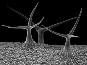 view Arabidopsis leaf hairs (trichomes)