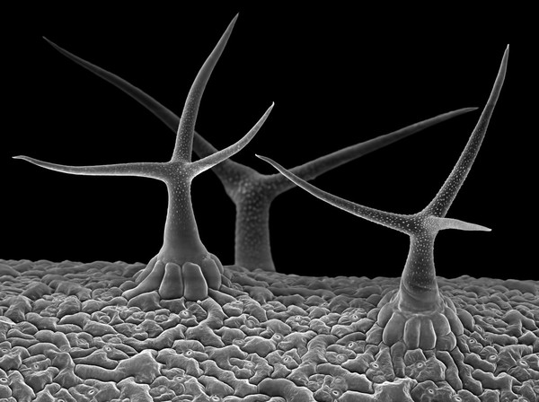 Arabidopsis leaf hairs (trichomes)