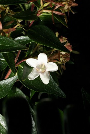 view Abelia x grandiflora R.Br. Caprifoliaceae. Distribution (A. chinensis R.Br. × A. uniflora R.Br.). Mexico, Himalayas to Eastern Asia. Ornamental flowering shrub. The name celebrates the short life of Dr Clarke Abel FRS (1789-1826), one of the first European botanists to collect in China, which he did when attached as physician to the Canton embassy in 1816-17. It has no medicinal uses but is a popular ornamental shrub in the honeysuckle family because it attracts butterflies and has a long flowering period. From June to October it produces a profusion of small, fragrant, pink-flushed, white flowers on long, arching branches. Photographed in the Medicinal Garden of the Royal College of Physicians, London.