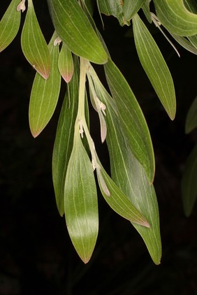 Acacia melanoxolon