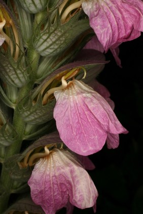 Acanthus dioscoridis L. Acanthaceae. Distribution: Iran, Iraq, southern Turkey. Herbaceous perennial flowering plant. Named for Pedanius Dioscorides of Anazarbus, 1st century Greek physician and herbalist whose book, De Materia Medica, was the main source of herbal medicinal information for the next 1,600 years. He describes some 500 plants and their medicinal properties. His manuscript was copied and annotated over the centuries, and the earliest Greek text in existence is the illustrated Juliana Anicia Codex dated 512CE (Beck, 2005). The first English translation was made around 1650 by John Goodyear and published by Robert T. Gunther in 1934