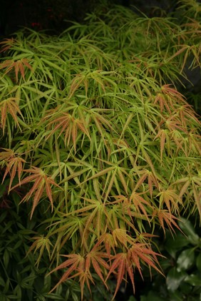 Acer palmatum 'Villa Taranto'