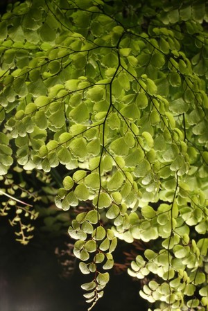 view Adiantum venustum D.Don Adiantaceae (although placed by some in Pteridaceae). Himalayan maidenhair fern. Small evergreen hardy fern. Distribution: Afghanistan-India. It gains its vernacular name from the wiry black stems that resemble hairs. Adiantum comes from the Greek for 'dry' as the leaflets remain permanently dry. The Cherokee used A. pedatum to make their hair shiny. Henry Lyte (1576), writing on A. capillus-veneris, notes that it restores hair, is an antidote to the bites of mad dogs and venomous beasts