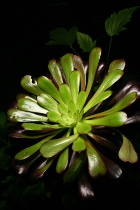 Aeonium undulatum cultivar