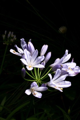 Agapanthus 'Streamline'