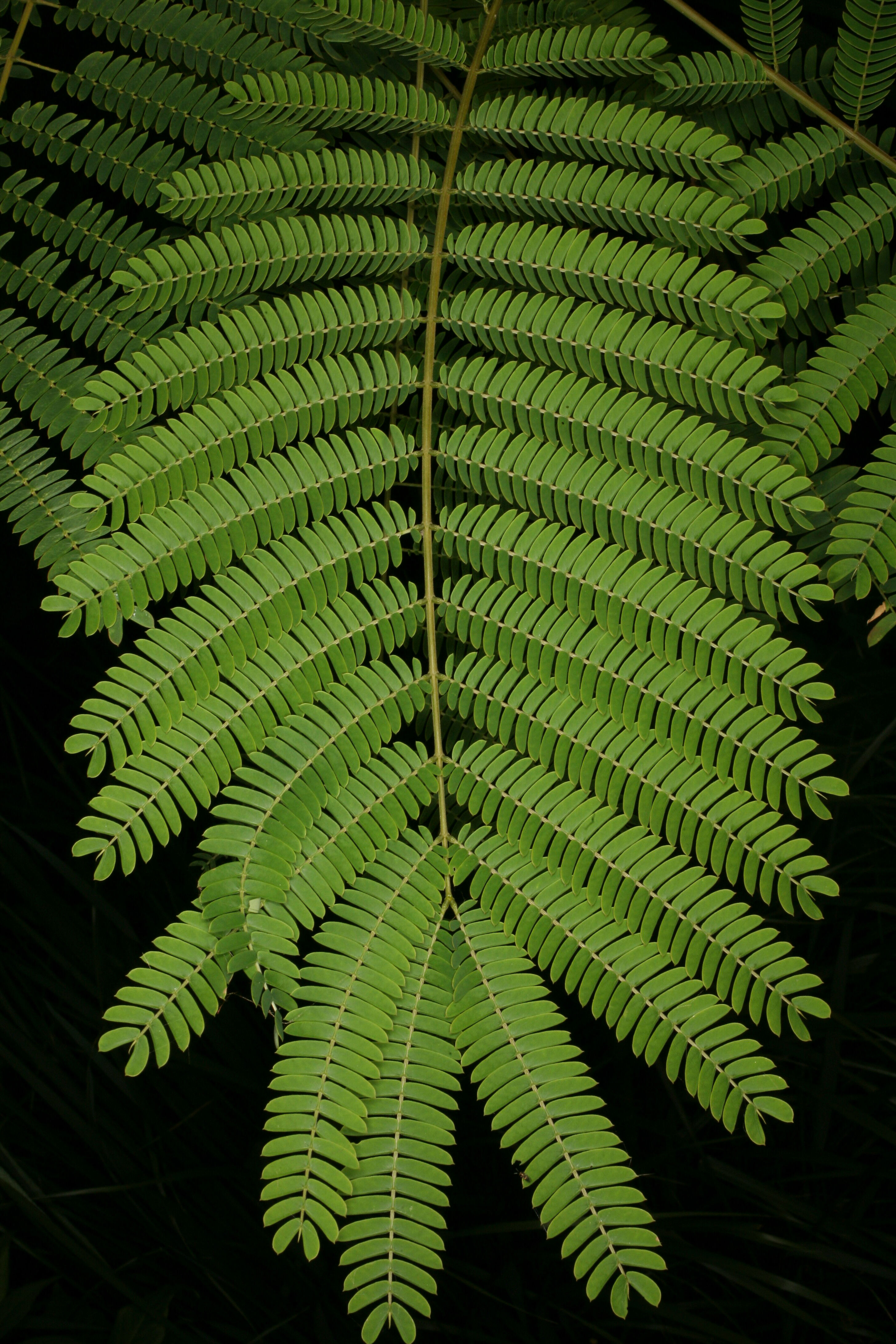 Albizia Julibrissin Durazz Fabaceae Persian Silk Tree Called Shabkhosb In Persian Meaning Sleeping Tree As The Pinnate Leaves Close Up At Night Tropical Tree Named For Filippo Degli Albizzi An Italian Naturalist Who Brought Seeds From Constantinople To