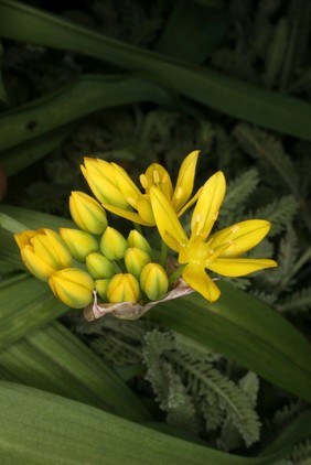 Allium moly L., Alliaceae. Golden garlic. Bulbous herb. Distribution: Southwest Europe and Northwest Africa. This is not the 'moly' of Homer's Odyssey Book 10 lines 302-6 which describes Mercury giving Ulysses 'Moly', the antidote to protect himself against Circe's poison ''... The root was black, while the flower was as white as milk