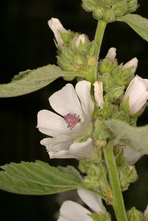 view Althaea officinalis L. Malvaceae. Marsh Mallow. Herbaceous perennial. Althaea comes from the Greek word for healing