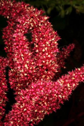 Amaranthus 'Red Velvet'