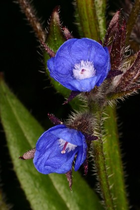 Anchusa azurea 'Loddon Royalist'