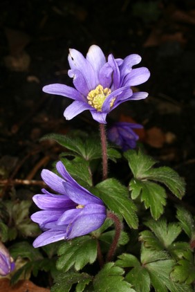 Anemone blanda Schott & Kotschy, Ranunculaceae. Grecian windflower. Genus name may derive from Greek for wind, blanda being Latin for mild or pleasing. Perennial tuberous herb. Distribution SE Europe, Turkey, Lebanon, Syria. Not described until 1854 so no early herbal records under this name. However all species of Ranunculaceae are poisonous, containing protoanemonin, which causes blistering if sap gets on the skin and indigestion if ingested. Photographed in the Medicinal Garden of the Royal College of Physicians, London.