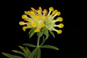 view Anthyllis vulneraria L. Fabaceae. Kidney vetch, woundwort. 'vulneraria' means 'wound healer'