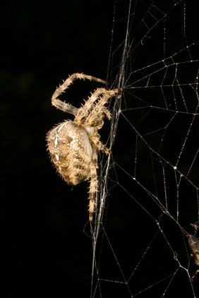 Araneus diadematus orb web Spider (female)