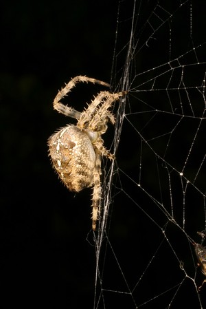 view Araneus diadematus orb web Spider (female)