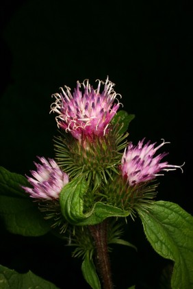 Arctium lappa L. Asteraceae. Greater Burdock. Distribution: Europe to India and Japan. Dioscorides (Beck, 2003) writes: '... helps those who spit blood and who suffer from abscesses ... plastered on it stems the pains around the joints that stem from twistings. The Leaves are applied beneficially on old ulcers.' Culpeper (1650) writes: ‘Burdanae, etc. Of Bur, Clot-Bur or Burdock, ... helps such as spit blood and matter, bruised and mixed salt and applied to the place, helpeth the bitings of mad dogs. It expels wind, easeth pains of the teeth, strengthens the back, helps the running of the reins, and the whites in women, being taken inwardly.’ The roots contain inulin, which is made into a non-digestible sweetener for diabetics. It has a multitude of uses in herbal medicine, in particular it is a component of a compound called ‘essiac’ that has been widely used as a treatment of cancers in the USA, but which is of no proven benefit. The young roots can be eaten raw or cooked. The seeds are hairy and care should be taken when harvesting them as inhaled they are reported as ‘toxic’. The root is licensed for use in Traditional Herbal Medicines in the UK (UK Medicines and Healthcare Products Regulatory Agency (MHRA)). Photographed in the Medicinal Garden of the Royal College of Physicians, London.