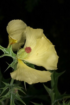 view Argemone mexicana L. Papaveraceae. Mexican poppy