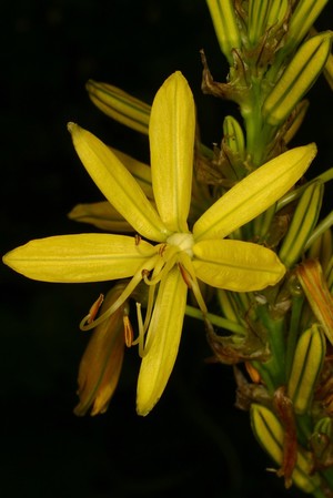 view Asphodeline lutea Rchb. Yellow asphodel, King's spear, Hastula regia. Hardy rhizomatous perennial. Distribution Mediterranean and Caucasus. It is the flower of the dead, as Homer writes that it carpets an area in the gloomy darkness of the underworld (Hades), in Greek mythology where the souls of the dead are found. However this may be a misinterpretation of the Greek where 'Asphodel' has been read instead of 'ash-filled'. In the etymology of flower names, it is suggested that the yellow 'daffodil' is a corruption of French or Flemish 'de asphodel' (both ex Steve Reece, 2007). An Aristotelian epigram, refers to it growing on tombs: 'On my back I hold mallow and many-rooted asphodel ...' The asphodel was sacred to Persephone, goddess of the underworld, who was seized and wed by Hades, god of the underworld, and taken to his kingdom. Her disappearance brings the winter, and her reappearance each year, the spring. The only reliable source of information about its early medical uses is, probably, Dioscorides although the plant in his De Materia Medica may be A. ramosus or A. albus. He gives its properties as diuretic, induces menses, good for coughs and convulsions, an antidote to snake bite, applied as a poultice for sores of all sorts, and in compounds for eye, ear and tooth pains, and to cure alopecia and vitiligo, but induces diarrhoea and vomiting and is an anti-aphrodisiac. Fuchs (1542), as Ruel’s commentaries (1543) note, makes a big mistake as he has Lilium martagon as his concept of A. luteus. Ruel only illustrates its leaves and roots, calling it Hastula regia (Latin for King’s spear) but Matthiolus's Commentaries (1569 edition) has a reasonable woodcut also as Hastula regia (1569). Dodoen's Cruydeboeck (1556) does not mention or illustrate Asphodelus luteus. L'Escluse's French translation Histoire des Plantes (1557) follows the Cruydeboeck. Dodoen's Latin translation Stirpium Historia Pemptades Sex (1583) adds A. luteus with text and woodcut, with no uses. Henry Lyte's (1578) translation illustrates Asphodelus luteus as Asphodeli tertia species and 'Yellow affodyl' (vide etymology of 'daffodil') and also does not describe any uses for it. Gerard's translation The Herbal (1597 and 1633) continues the muddle and does not give any uses for this plant. Parkinson's comments (1640) on the lack of medicinal properties of asphodels, refer to quite different plants coming from wet areas in Lancashire, Scotland and Norway . He calls them pseudoasphodelus major and minor which he writes are called Asphodelus luteus palustris by Dodoens, and not 'King's Spear' which he illustrates with a good woodcut of A. luteus and calls it Asphodelus luteus minor. Once herbals started to be written in northern Europe, the knowledge of the arid loving, Asphodelus luteus of south east Europe was lost. Photographed in the Medicinal Garden of the Royal College of Physicians, London.