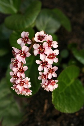 Bergenia ciliata (Haw.)Sternb. Saxifraginaceae. Elephant's ears. Named for Karl August von Bergen (1704-1759), physician and botanist, professor at Viadrina University, Frankfurt. Has hairy leaves, hence ciliata. Distribution: E. Afghanistan, Himalayas, Assam. Used for fevers, diarrhoea, bruises and boils, coughs, renal stones, diabetes, heart disease, haemorrhoids, stomach disorders (Harish et al www.ijabpt.com). It was described in the 1820s so there is no early literature. Photographed in the Medicinal Garden of the Royal College of Physicians, London.