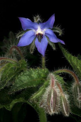 Borago officinalis L. Boraginaceae. Borage. officinalis indicates it was used in the 'offices' - the consulting clinics - of medieval monks. Distribution: Europe. Culpeper: “... comforts the heart, cheers the spirit, drives away sadness and melancholy, they are rather laxative than binding