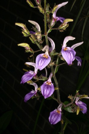 view Brillantaisia ulugurica Lindau, Acanthaceae. Giant salvia. Tropical herbaceous plant. Distribution: Tropical Africa. Brillantaisia patula is used by the Yoruba in south Nigeria for small-pox medication, the roots being mixed with Bahia nitida and Marantolchloa leucantha, Piper guineense and snails. This is made into a soup and the snail piece eaten to protect against smallpox for a year (Neuwinger, 1994) which doubtless was effective after the global eradication of smallpox in 1979. Brillantaisia nitens is used in the Cameroons to treat cardiovascular disorders. Phytochemical screening of Brillantaisia species have shown antibacterial action, vascular smooth muscle relaxant properties. Kew reports their use as soap