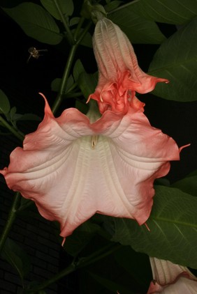 Brugmansia suaveolens 'Pink Beauty'