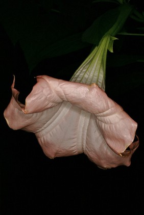 Brugmansia suaveolens'Pink Beauty'