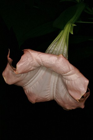 view Brugmansia suaveolens'Pink Beauty'