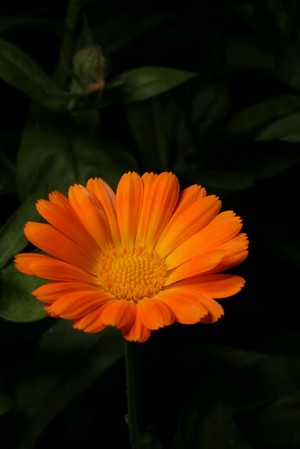 view Calendula officinalis L. Asteraceae. Pot marigold, common marigold, ruds or ruddles. Calendula, because it was said to flower most commonly at the first of each month - the 'calends' (Coles, 1657). officinalis indicates that it was used in the 'offices' - the clinics - of the monks in medieval times. Annual herb. Distribution: Southern Europe. The Doctrine of Signatures, indicated that as the flowers resembled the pupil of the eye (along with Arnica, Inula and the ox-eye daisy), it was good for eye disorders (Porta, 1588). Coles (1658) writes '... the distilled water ... helpeth red and watery eyes, being washed therewith, which it does by Signature, as Crollius saith'. Culpeper writes: [recommending the leaves] '... loosen the belly, the juice held in the mouth helps the toothache and takes away any inflammation, or hot swelling being bathed with it mixed with a little vinegar.' The petals are used as a saffron substitute - ‘formerly much employed as a carminative