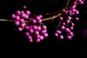 view Callicarpa bodinieri var giraldii 'Profusion'