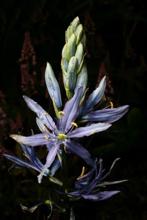 view Camassia leichtlinii (Baker)S.Watson Hyacinthaceae. Great Camas, Quamash. The species was named for Maximillian Leichtlin (1831-1910 of Baden , Germany, bulb enthusiast who corresponded with J.G. Baker at Kew. Bulbous herb. Distribution: North America. The bulbs of Camassia species were eaten by the Native Americans, the Nez Perce, after cooking by steaming for a day - which suggests they may be poisonous raw. They gave them to the American explorers, Meriwether Lewis and William Clerk, on their expedition (1804-1806) when they ran out of food. The bulbs of the similar looking 'Death camus', Toxicoscordion venenosum have been fatal when ingested by mistake (RBG Kew on-line). Steroidal saponins, which are precursors in the manufacture of steroids and cytotoxic activity has been detected in the sap of the bulbs. Photographed in the Medicinal Garden of the Royal College of Physicians, London.