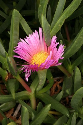 Carpobrotus acinaciformis (L.) L.Bolus Aizoaceae. Eland's Sour fig. Sally-my-handsome, its other common name is a corruption of Mesembryanthemum (acinaciforme) which was the genus ascribed to it by Linnaeus (1753) Succulent perennial. Distribution: South Africa. Antibacterial compounds have been isolated from it, it is rich in tannins. The leaf sap is used to treat infections of the mouth and throat. In South African ‘muthi’ medicine, the sap is used as a gargle for sore throats