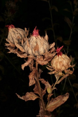 view Carthamus tinctorius L. Asteraceae. Safe Flower, False Saffron - Distribution: W. Asia. Dioscorides (in Beck, 2003) notes the seeds as a purgative, but also advises it made up with 30 figs, which must have helped. Gerard (1640) calls it Atractylis flore luteo the yellow distaffe thistle. and follows Dioscorides in its uses, but does get the reader confused with Cnicus benedictus, calling both plants 'wild bastard saffron'. Culpeper makes no mention of it in his early works, but later (1826) have the following: ‘Wild Saffon, or Saf-flower ... accounted a pretty strong cathartic [causing diarrhoea and vomiting], evacuating tough viscid phlegm, both upwards and downwards, and by that means is said to clear the lungs, and help the phthisic [now equated with tuberculosis]. It is likewise serviceable against the jaundice