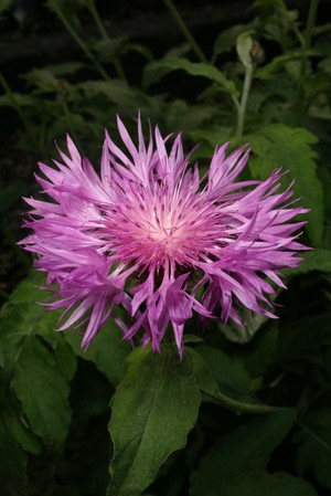 view Centaurea hypoleuca 'John Coutts'