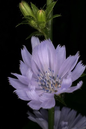 view Cichorium intybus L., Asteraceae. Chicory, succory. Distribution: Uses: 'Cichory, (or Succory as the vulgar call it) cools and strengthens the liver: so doth Endive' (Culpeper, 1650). The Cichorium sylvestre, Wilde Succorie, of Gerard (1633) and the leaves cooked into a soup for ill people. Linnaeus (1782) reported it was used for Melancholia, Hypochondria, Hectica [fever], haemorrhage and gout. Root contains 20% inulin, a sweetening agent. Dried, roasted and ground up the roots are used as a coffee substitute, best known as Camp coffee (Chicory and Coffee essence). This used to be sold in tall square section bottle with a label showing a circa 1885 army tent with a Sikh soldier standing and serving coffee to a seated officer from the Gordon Highlanders. The bottle on the label has now moved on, and since 2006 it shows the same tent but the Sikh and the Scot are now both seated, drinking Camp coffee together. Photographed in the Medicinal Garden of the Royal College of Physicians, London.