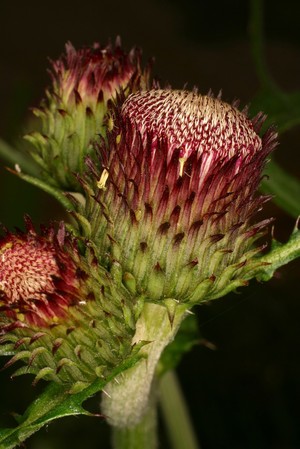 view Cirsium rivulare 'Atropurpureum'