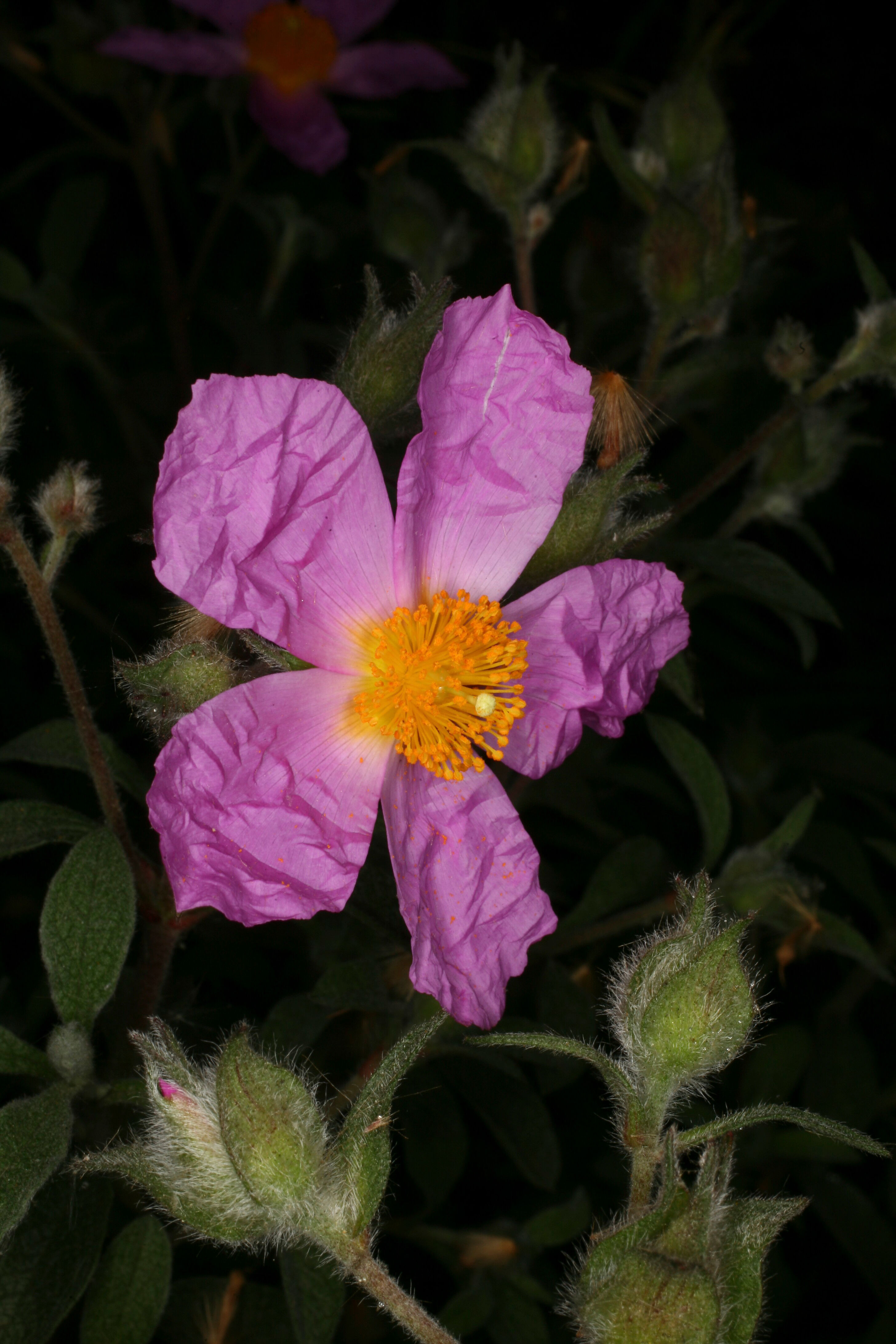 Cistus Incanus Ssp Creticus Juss Cistaceae Rock Rose Distribution Crete Interesting Symbiosis With Fungus Called Tuber Melanosporum Which Increases Nutrient Absorption For The Plant And Inhibits Growth Of Other Plants In The