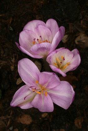 Colchicum autumnale L., Colchicaceae. Autumn crocus, meadow saffron, naked ladies. Distribution: Europe. Extremely toxic, containing colchicine which is effective in small doses in treating gout. It inhibits mitosis so is of interest in cancer treatment. It is used to treat Familial Mediterranean fever. It induces polyploidy in plant protocorms for the production of tetraploid forms which have bigger flowers and seeds. Photographed in the Medicinal Garden of the Royal College of Physicians, London.