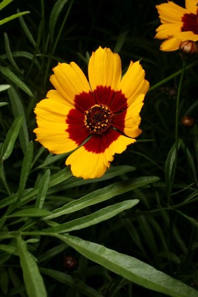 Coreopsis tinctoria Nutt. Asteraceae. Plains coreopsis. Golden tickseed. Distribution: North America. Used by Cherokee as an infusion for diarrhoea. Drunk by the Lakota as a tea. Zuni women drink infusion of plant, minus roots, if they wish to have female babies