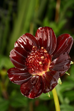 view Cosmos atrosanguineus 'Chocolate Drop'