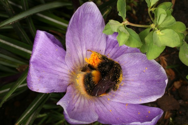 Crocus vernus and Bombus terrestris