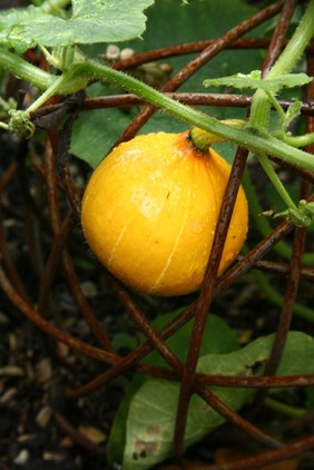 Cucurbita maxima 'Golden Hubbard'