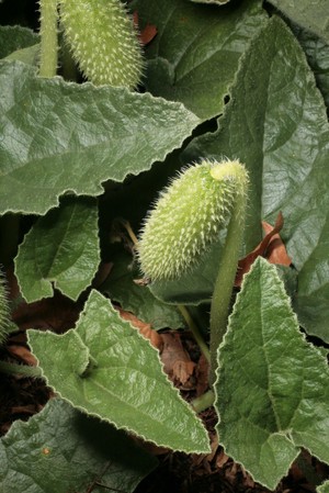 view Ecballium elaterium (L.)A.Rich. Benincaseae Squirting cucumber - when ripe, the seed explodes from its case, squirting some distance. Distribution: Asia, Europe and N. Africa. Contain cucurbitacins which are very bitter, cytotoxic and poisonous. A restricted herbal product, only to be supplied in registered pharmacies or under the supervision of a pharmacist (UK Medicines and Healthcare Products Regulatory Agency (MHRA)). Photographed in the Medicinal Garden of the Royal College of Physicians, London.