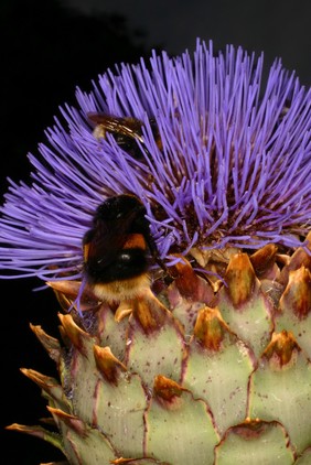 Cynara cardunculus L. Asteraceae. Cardoon, Globe Artichoke, Artechokes, Scolymos cinara, Cynara, Cinara. Distribution: Southern Europe and North Africa. Lyte (1576) writes that Dodoens (1552) could find no medical use for them and Galen (c.200 AD) said they were indigestible unless cooked. However, he relates that other authors recommend that if the flower heads are soaked in strong wine, they 'provoke urine and stir up lust in the body.' More prosaically, the roots boiled in wine and drunk it cause the urine to be 'stinking' and so cures smelly armpits. He adds that it strengthens the stomach so causing women to conceive Male children. He goes on to say that the young shoots boiled in broth also stir up lust in men and women, and more besides. Lyte (1576) was translating, I think with elaborations, from the chapter on Scolymos cinara, Artichaut, in Dodoen's Croydeboeck (1552) as L'Ecluse's French translation, Dodoens Histoire des Plantes (1575) does not mention these latter uses, but Dodoen's own Latin translation, the Pemptades (1583), and Gerard's Herbal (1633) both do so. It is useful in understanding the history of these translations to realise that Gerard uses, almost verbatim, the translation of the 'smelly armpit' paragraph from Lyte. Photographed in the Medicinal Garden of the Royal College of Physicians, London.