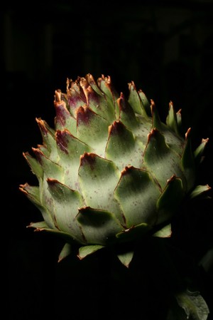 view Cynara cardunculus L. Asteraceae. Cardoon, Globe Artichoke, Artechokes, Scolymos cinara, Cynara, Cinara. Distribution: Southern Europe and North Africa. Lyte (1576) writes that Dodoens (1552) could find no medical use for them and Galen (c.200 AD) said they were indigestible unless cooked. However he relates that other authors recommend that if the flower heads are soaked in strong wine, they 'provoke urine and stir up lust in the body.' More prosaically, the roots boiled in wine and drunk it cause the urine to be 'stinking' and so cures smelly armpits. He adds that it strengthens the stomach so causing women to conceive Male children. He goes on to say that the young shoots boiled in broth also stir up lust in men and women, and more besides. Lyte (1576) was translating, I think with elaborations, from the chapter on Scolymos cinara, Artichaut, in Dodoen's Croydeboeck (1552) as L'Ecluse's French translation (1575) does not mention these latter uses, but Dodoen's own Latin translation, the Pemptades(1583), and Gerard's (1633) both do so. It is useful in understanding the history of these translations to realise that Gerard uses, almost verbatim, the translation of the 'smelly armpit' paragraph from Lyte. Photographed in the Medicinal Garden of the Royal College of Physicians, London.