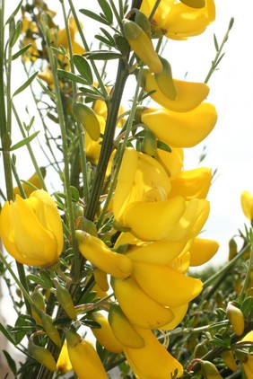 Cytisus scoparius (L.) Link Fabaceae. Common broom, Genista. Distribution: Western and central Europe. Culpeper (1650) writes: 'Genista. Broom: … clense and open the stomach, break the stone in the reins [kidneys] and bladder, help the green sickness [anaemia]. Let such as are troubled with heart qualms or faintings, forbear it, for it weakens the heart and spirit vital' and in respect of the flowers he writes: 'Broome-flowers, purge water, and are good in dropsies [now regarded as heart failure with fluid retention].' Photographed in the Medicinal Garden of the Royal College of Physicians, London.