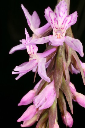 Dactylorhiza aff fuchsii Druce ex Soo Orchidaceae Common Spotted orchid. Distribution: Ireland to Mongolia. Roots look like a hand. Coles (1657) calls them Palma Christi sive [or] Satyrion (to distinguish it from Ricinus communis which he calls Palma Christi sive Ricinus. This plant is probably his Female Satyrion and another Dactylorhiza, probably one of the English Marsh orchids, is his Male Satyrion Royal, with purple flowers. In common with Orchis he writes 'The full and plump roots of the Satyrium or Orchis, whereof the Electuary Diasatyrium is made, are of mighty efficacy to provoke to venery, which they that have bulbous roots [meaning the testicle shaped roots of Orchis] do by Signature.'. Terrestrial orchids continue, to be harvested by the millions annually in the Middle East for the production of Salep, including Salep ice cream, because of their mythological aphrodisiacal property. Photographed in the Medicinal Garden of the Royal College of Physicians, London.