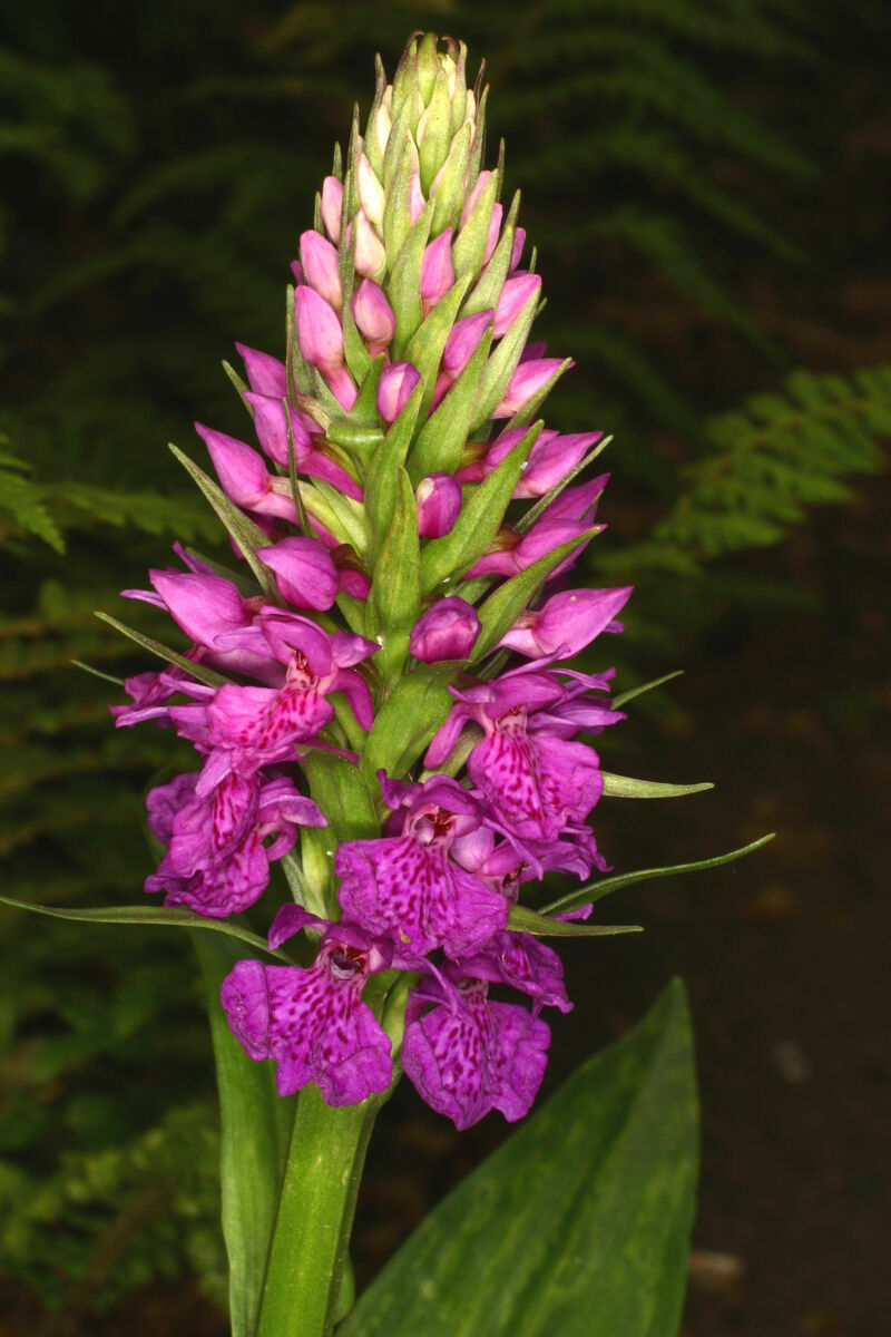 Dactylorhiza Пальчатокоре́нник foliosa